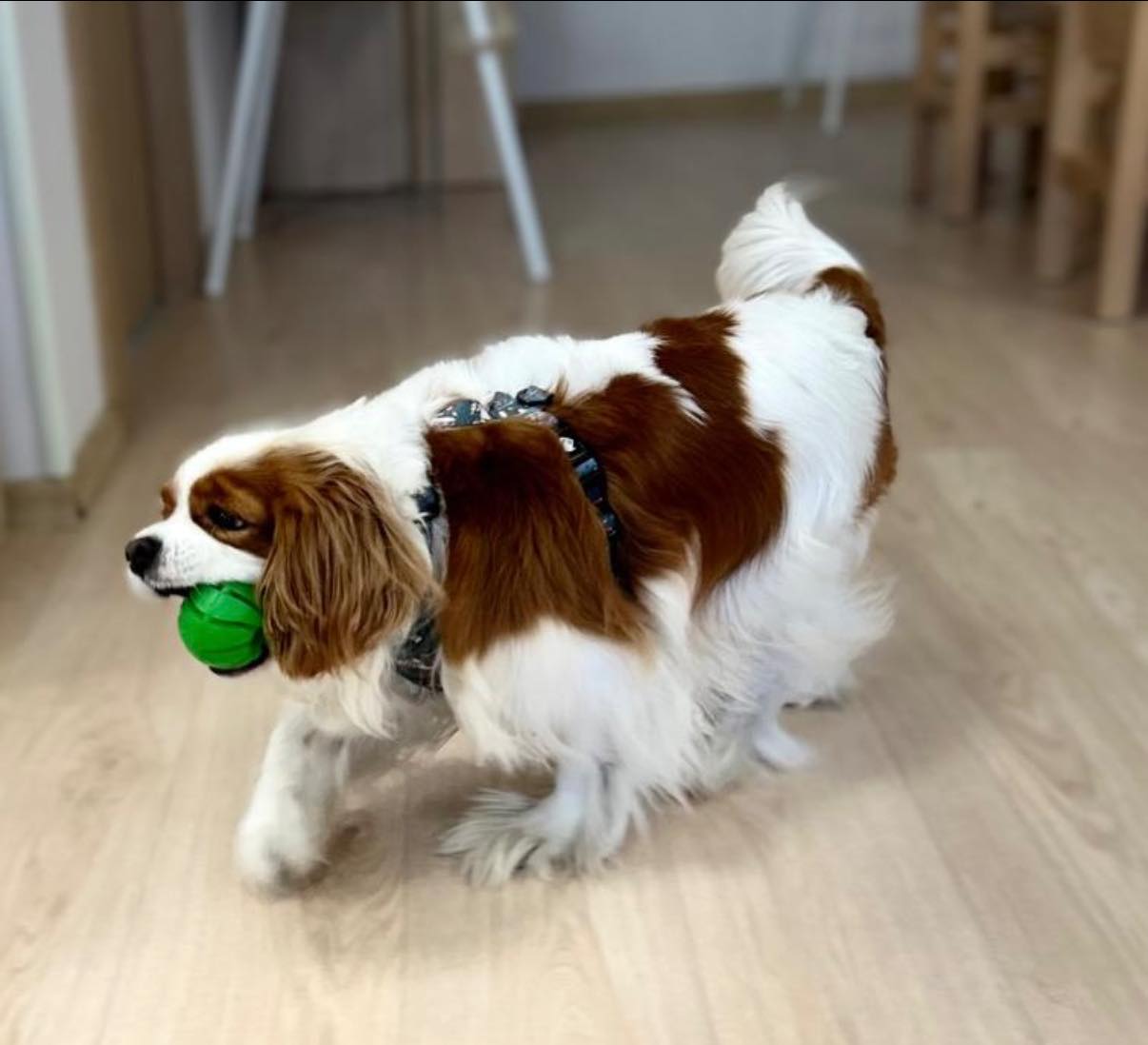 dogoterapia żłobek bielsko - Miś Panda
